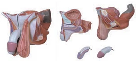 Male Reproductive System Model for Educational Purposes G5102 / 15102