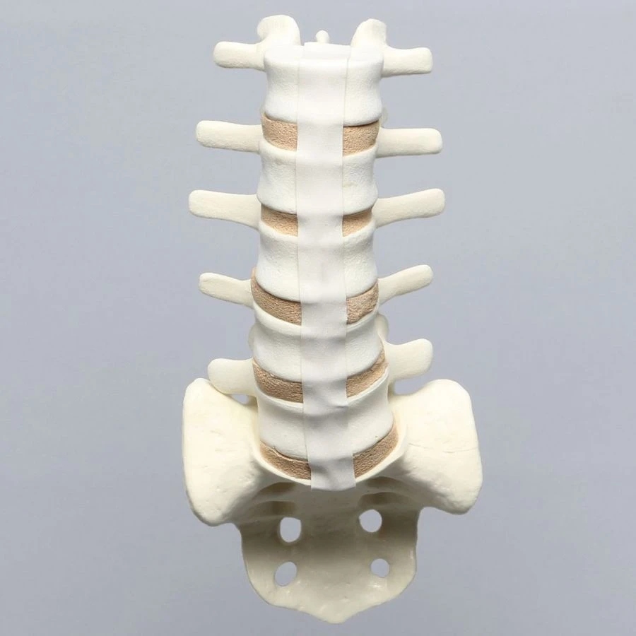 Human Lumbar-Sacral Spine and Spinal Nerves Model 18107