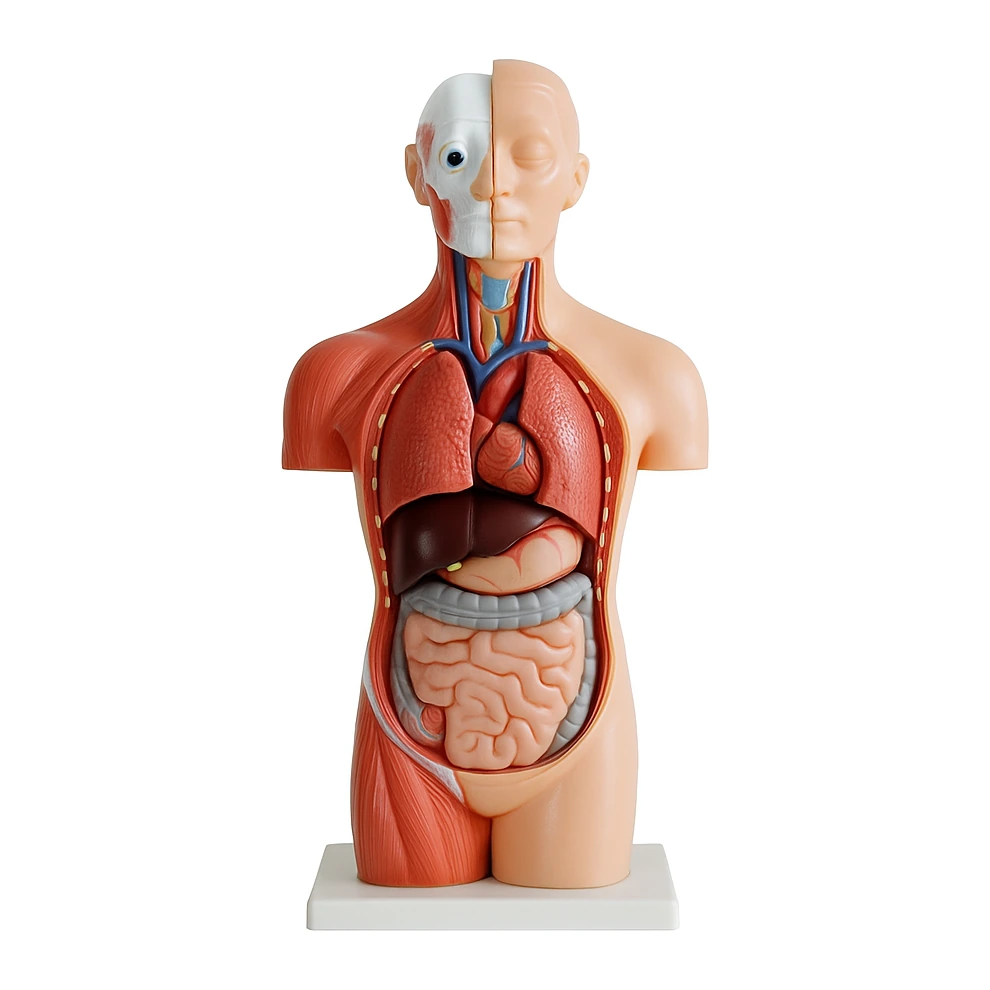 Medical Education & Training