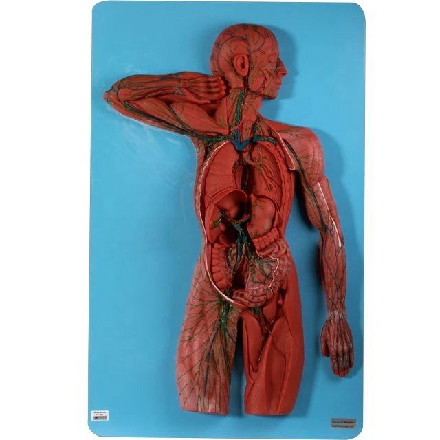 Lymphatic System Body Model, 16002