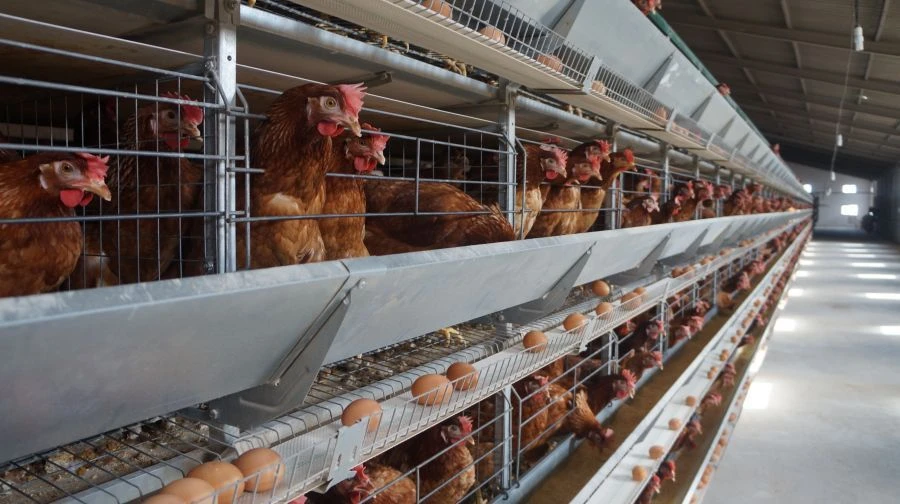Multi-Tier Battery Cage System for Layer Hens with Automation TSVN