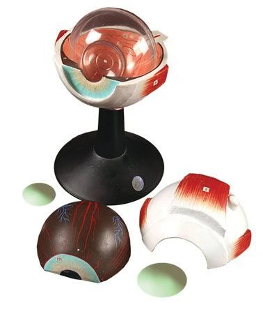 Enlarged Eye Model S7103 - 6 Parts with 6x Magnification