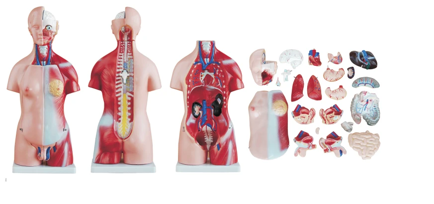 Unisex Human Torso Model, 45 cm, 23 Parts, T1008