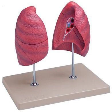 Human Respiratory System Model (Left and Right) R3010