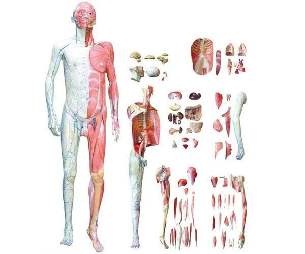 Human Body Anatomy Model with Internal Organs - 10001-1