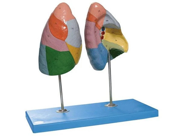 Lung Model for Educational Purposes 13010-1