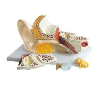 Human Ear Model 4 Parts, 17201-2
