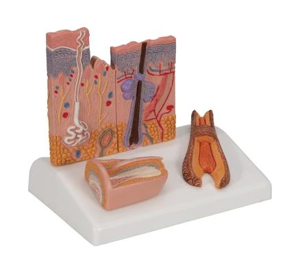 Skin Cross-Section Model S9002 for Human Anatomy Study