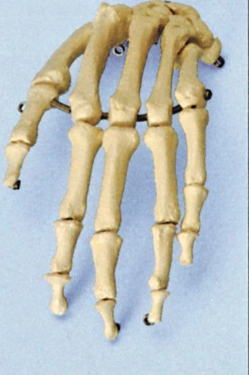 High-Quality Hand Skeleton Model for Anatomical Study 11126