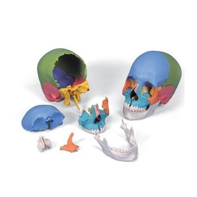 Human Skull Model (22 Parts) 11116-1