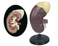 Anatomical Kidney and Adrenal Model 14006-2
