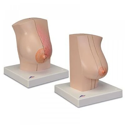 Female Chest Wall and Mammary Gland Model 15117