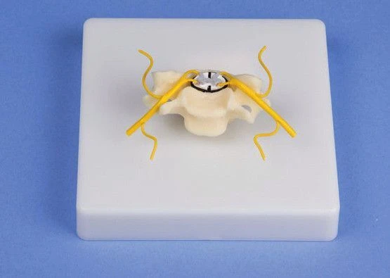 Enlarged Cross-Section Model of Spinal Cord 18104