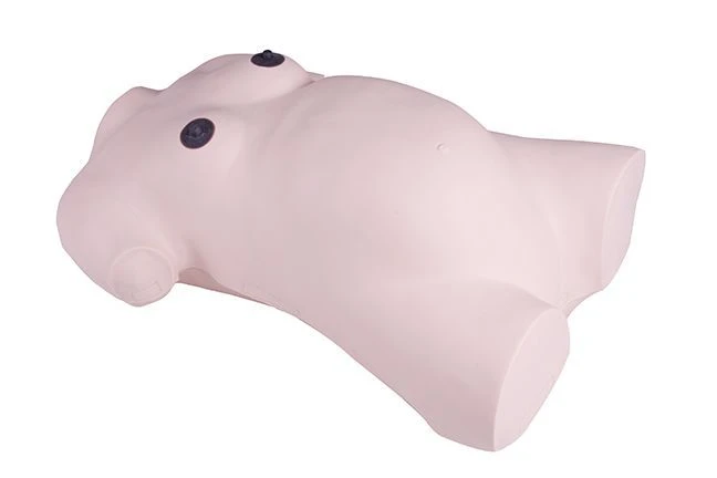 Pregnancy and Childbirth Exam Preparation Model, GP6630