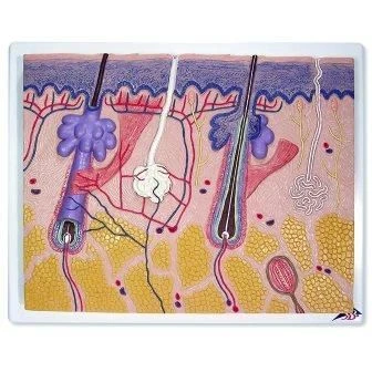 Human Skin Model with Hair Follicle - LV5-3