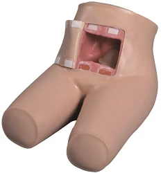 Anatomical Life-Size Mannequin for Enema Application Model 15