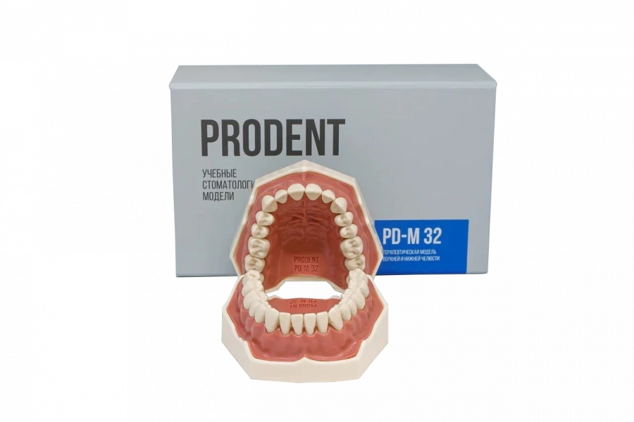 Standard Dental Jaw Model with 32 Teeth PD-M32