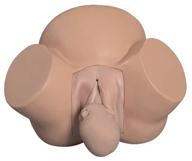 Obstetric Practice Model, Art. GP6613/8