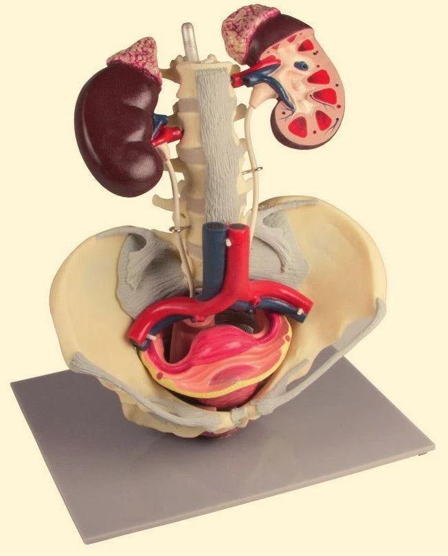 Female Urogenital System Model U4003
