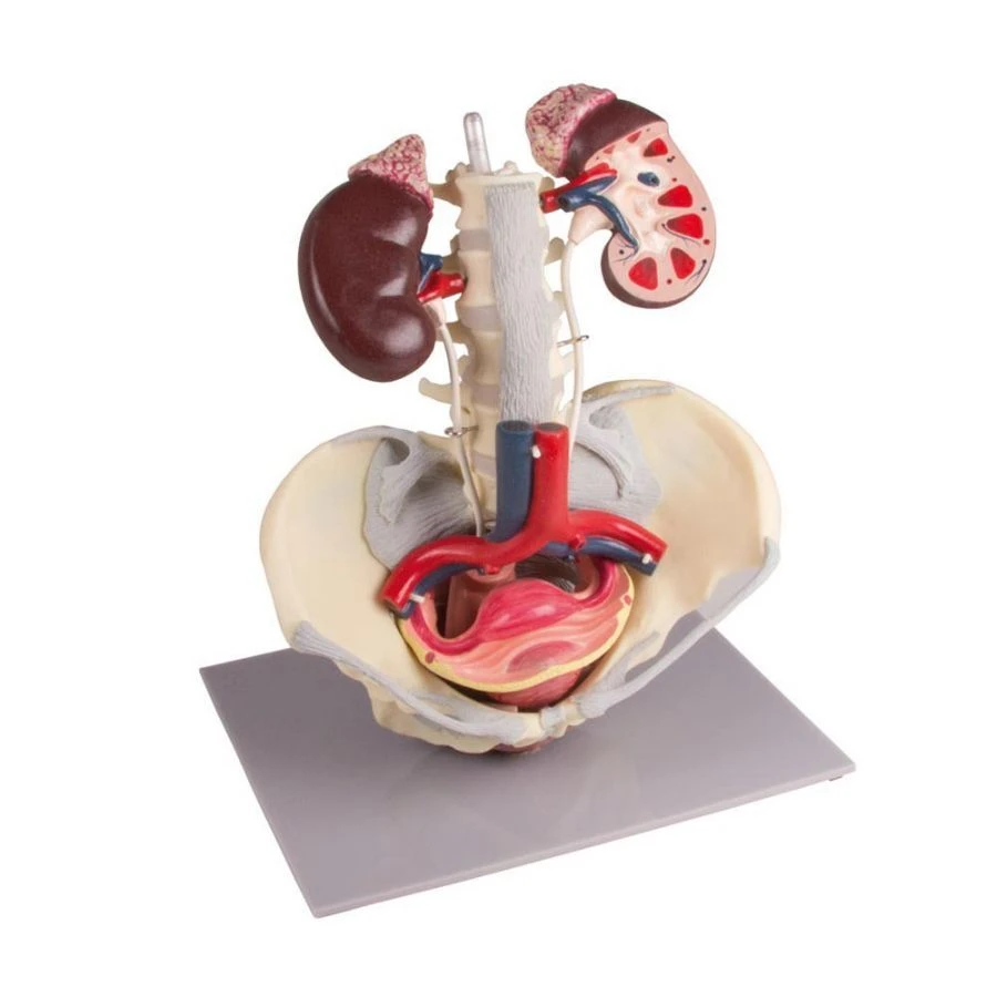 Female Urogenital System Model, 14002