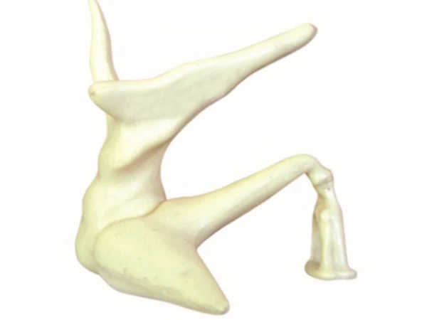 Enlarged Model of Human Auditory Ossicles 17203