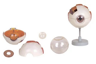 Enlarged Eye Model (3:1) 17101-1