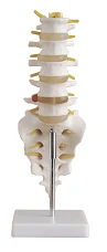 Lumbar Spine Model with Sacrum, SK1109