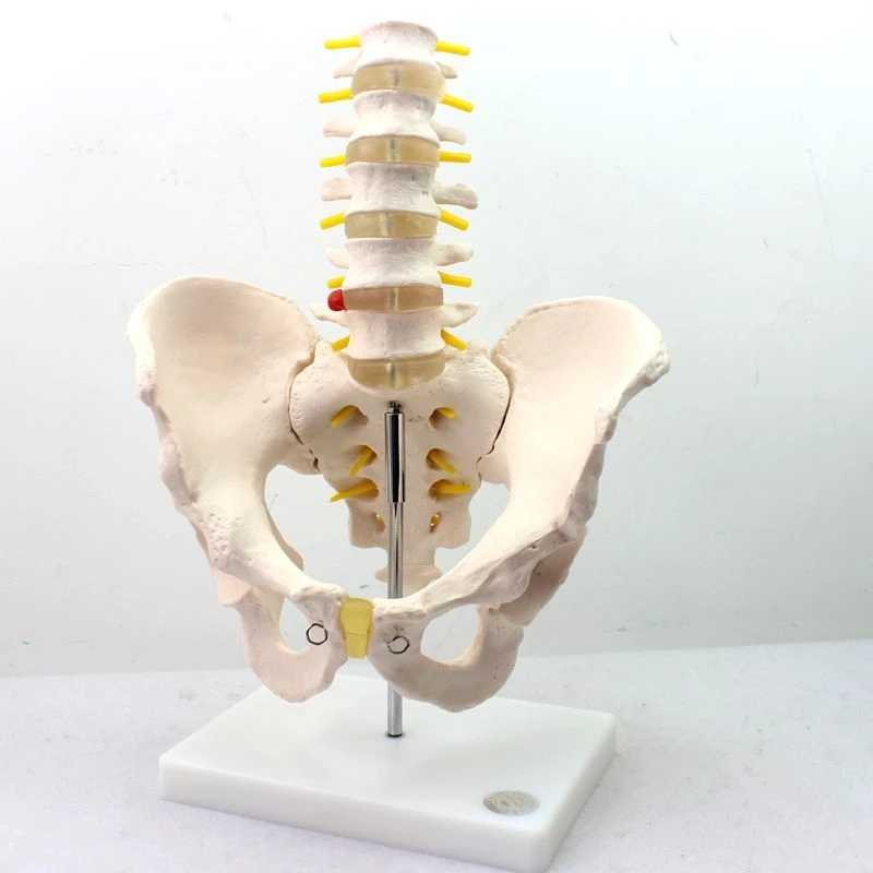 Pelvic Bones with 5 Lumbar Vertebrae Model 11129-3