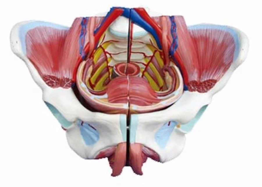 Female Pelvis Model with Genitals, Blood Vessels, and Nerves - SK1128B
