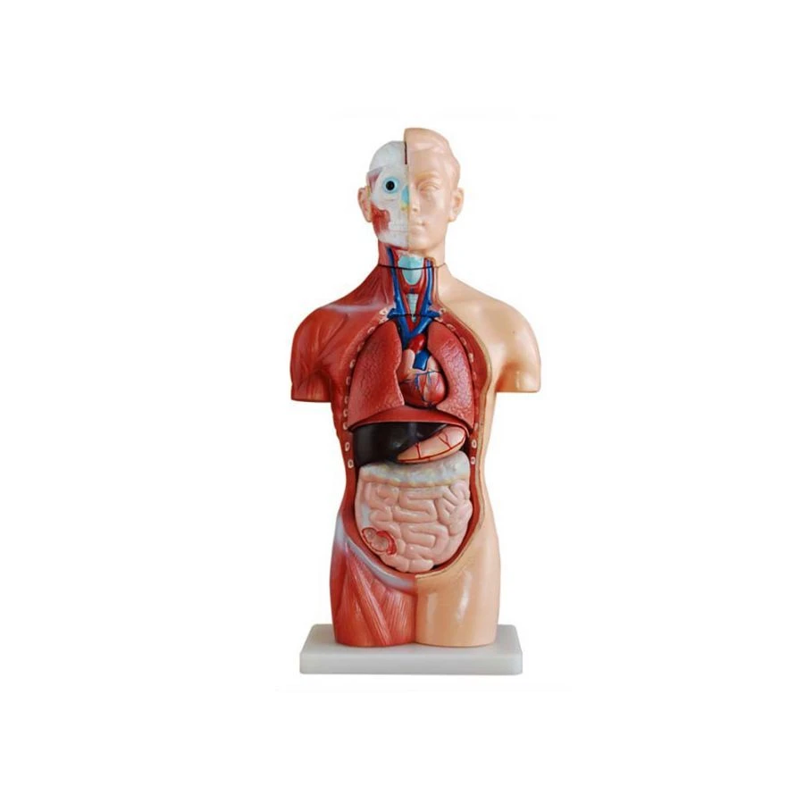 Human Torso Model (Asexually Designed), 42 cm, 18 Parts, T1005