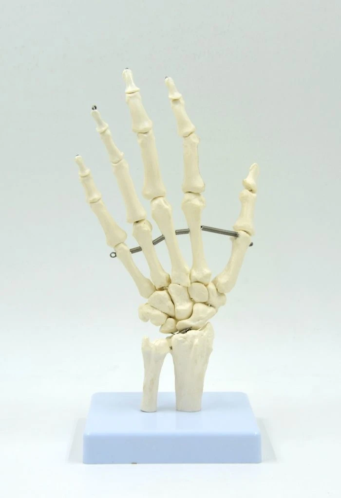 Detailed Hand Muscle Model with Tendons and Nerves, Code 11313