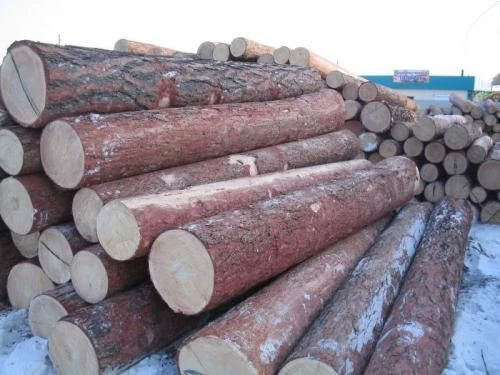 Larch Logs for Sawing and Planing