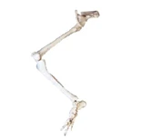Lower Limb Bones - Art. 11130
