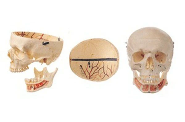 Adult Human Skull Model with Nerves, 11112