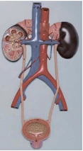 Human Urinary System Model 14009