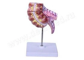 Anatomical Model of the Cecum and Appendix, 12006