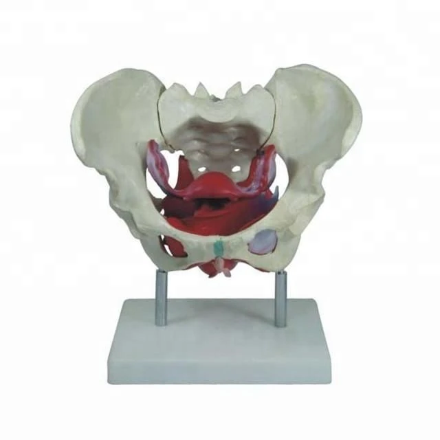 Female Pelvis Model with Blood Vessels and Nerves, SK1128B