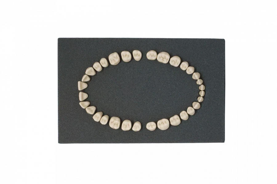 Standard Dental Model Teeth Set, 32 pcs PD-NZ M32