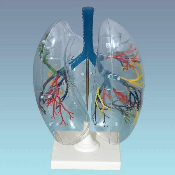 Transparent Human Lung Model, 13009
