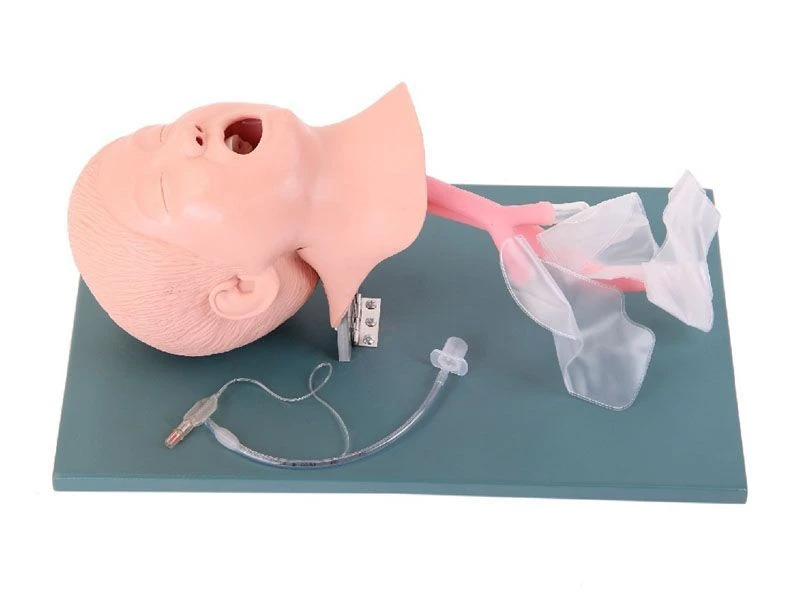 Child Intubation Model, 1A