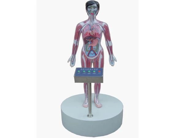 Blood Circulation Demonstration Model for Drug Administration, 16013