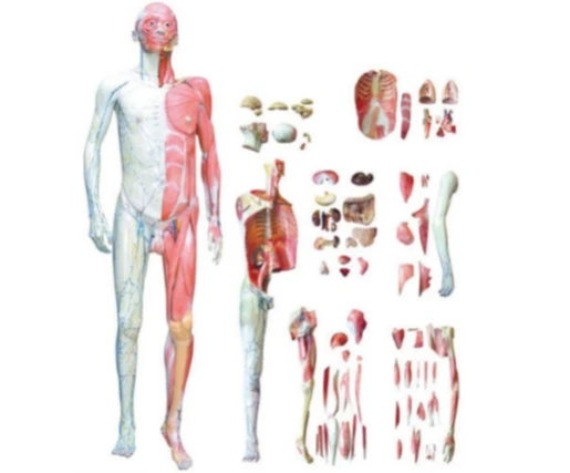 Anatomical Human Body Model, Art. 10001