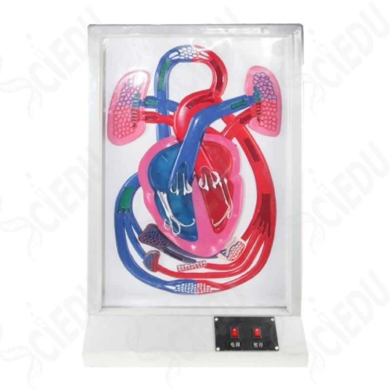 Heartbeat and Circulation Model Electric, 16004