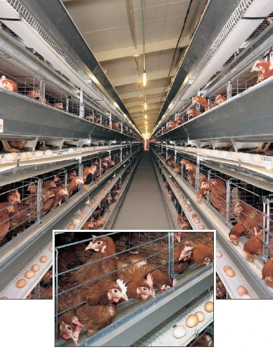 Professional Layer Chicken Housing Equipment, Model UV-500a