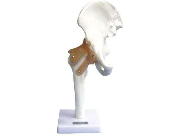 Human Hip Joint Model with Ligaments, 11209-4