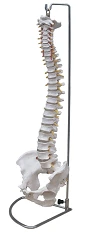 Flexible Spine Model with Pelvic Bones 11104-1