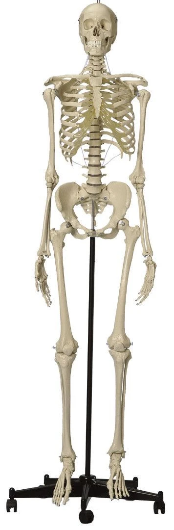 Human Skeleton Model 180 cm (Female) 11101-2