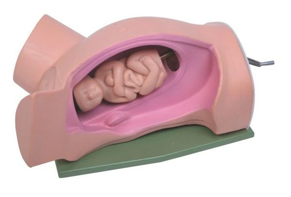 Mechanical Pregnant Woman Model for Leopold's Maneuvers 5