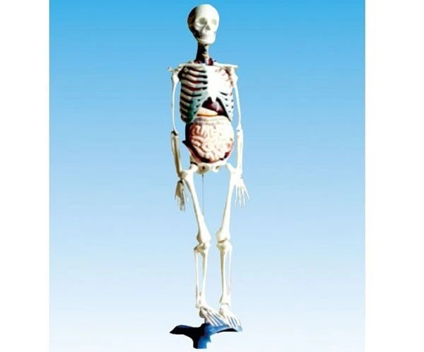 Human Skeleton Model with Internal Organs for Education, 11304