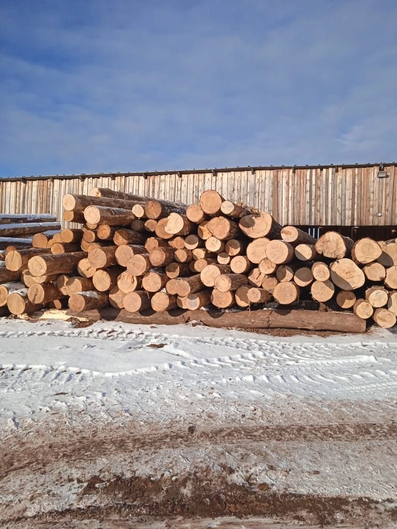 Pine Logs for Sawing and Planing
